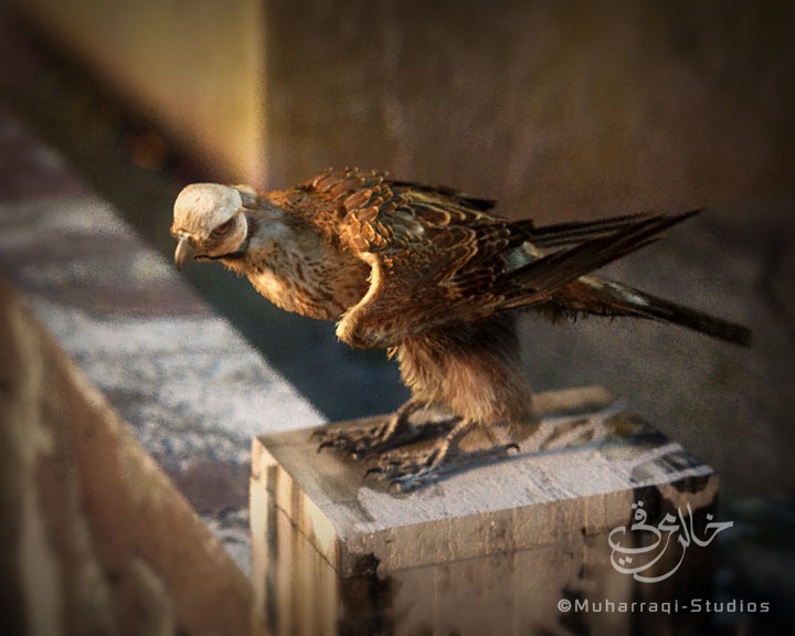 by خالد المحرقي