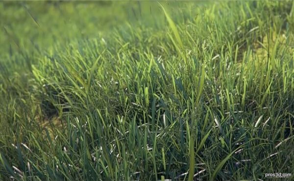 درس فيديو عشب واقعي